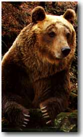 Orso Marsicano